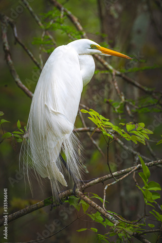 Great Egret in a Louisiana Swamp