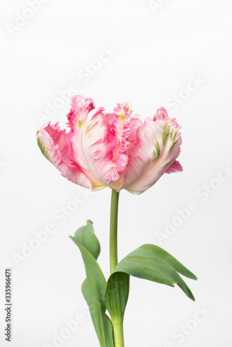 Beautiful Pink parrot tulip on white background