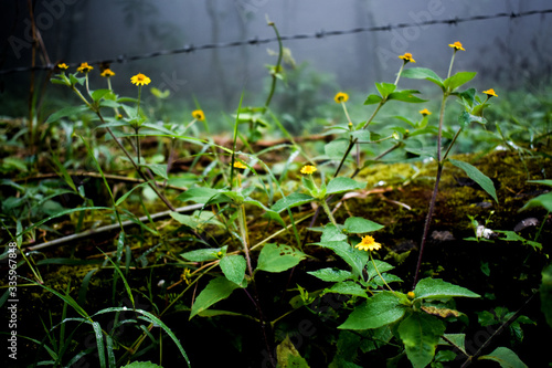 Yellow flowers hidden by mist