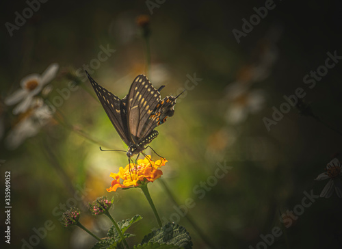 Butterfly on Lantana
