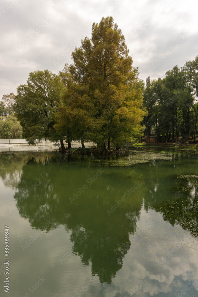 Trees in a lake reflecting on watter Trees in a lake reflecting on watter