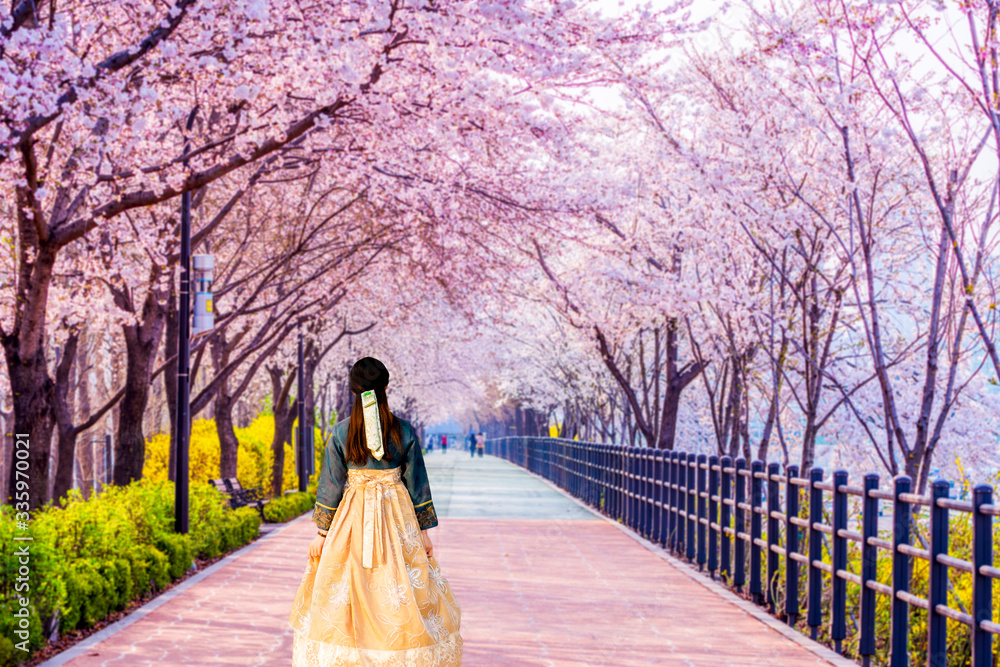 Korean Girls dressed Hanbok.Cherry blossom of Spring in Seoul, South Korea