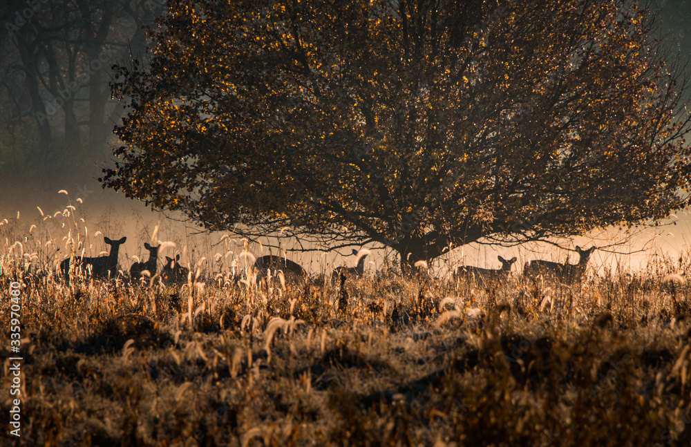 Obraz premium A small herd of deer feeds in a foggy morning meadow beneath a spreading tree