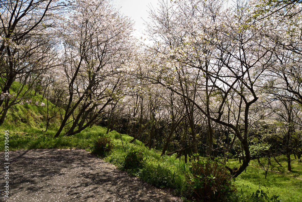 花立公園