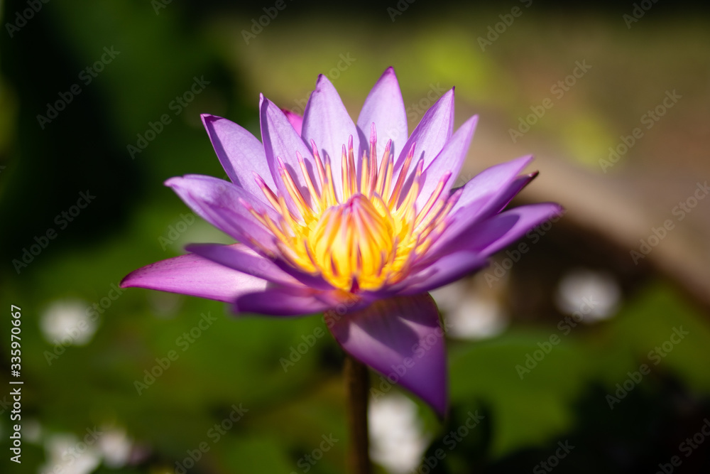 A beautiful lotus flower in pond. A beautiful lotus flower in pond.