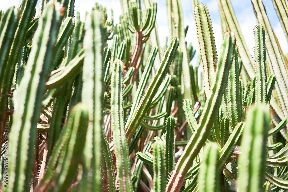 Obraz premium Close up of succulent green cactus at botanical garden