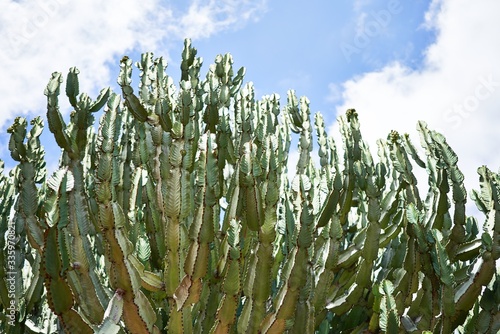 Close up of succulent green cactus at botanical garden