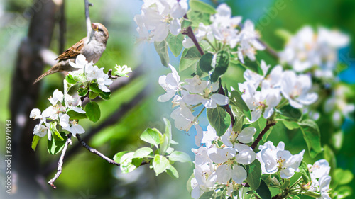 Apple tree blossom and cute bird photo