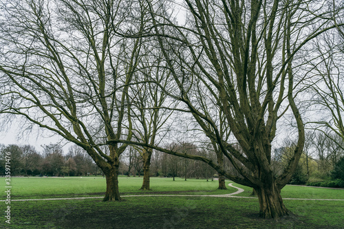 Green lawn with bare trees without foliage in park in cloudy day.