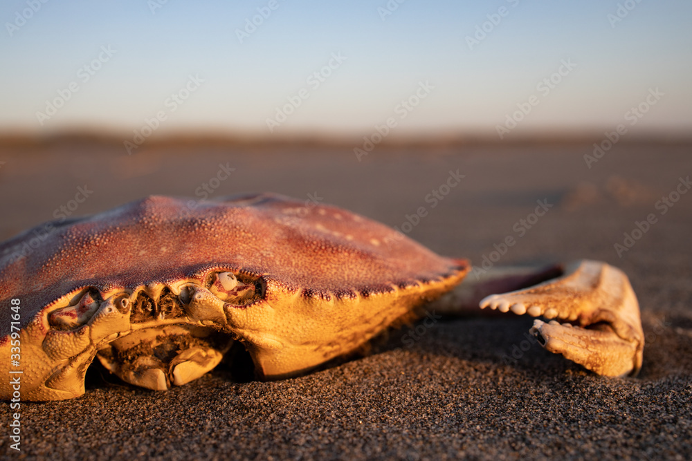 Crab carcass at sunset. Crab carcass at sunset.