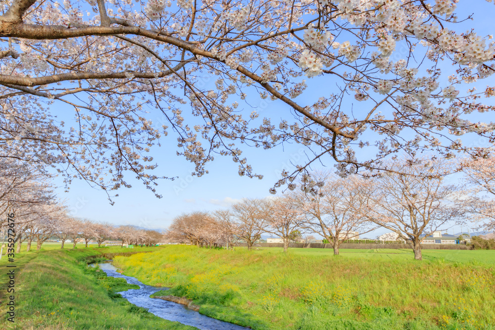 草場川の桜並木 福岡県朝倉郡 Row of cherry blossom trees Fukuoka Asakura-gun 草場川の桜並木 福岡県朝倉郡 Row of cherry blossom trees Fukuoka Asakura-gun