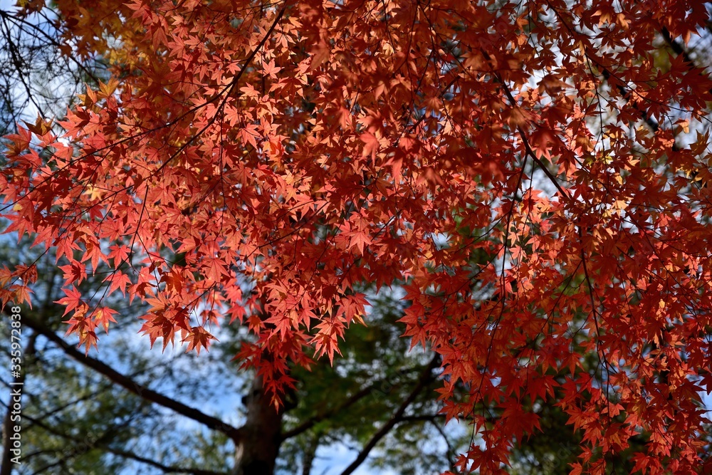 木漏れ日浴びて輝くモミジの紅葉