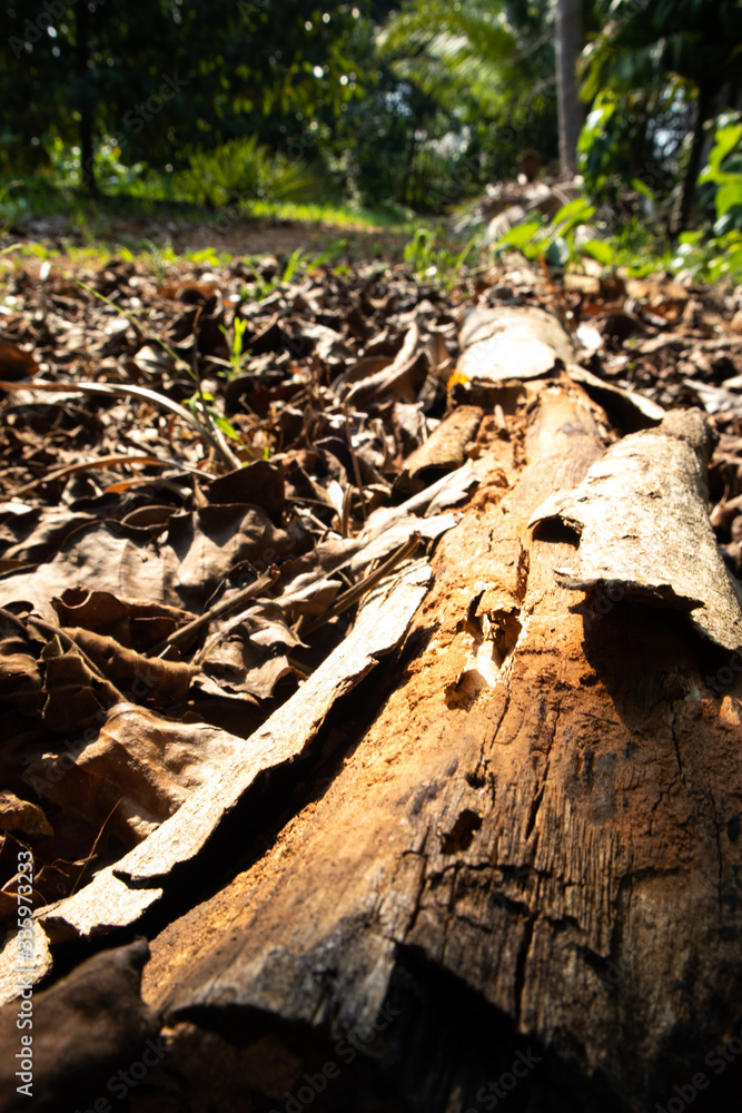 Old and rusty wooden in abandoned garden. Old and rusty wooden in abandoned garden.