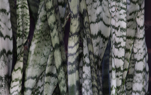 Closeup of Mother-in-law’s Tongue. also know as Snake Plant, Viper’s Bowstring Hemp or Sansevieria trifasciata. Saint George's sword photo