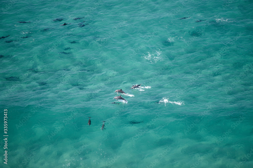Fototapeta premium A pod of dolphin swimming in the crystal clear water, Byron Bay Australia