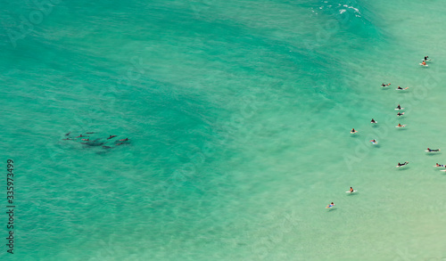 Bild auf Leinwand Surfers surfing with dolphins at Byron Bay Australia