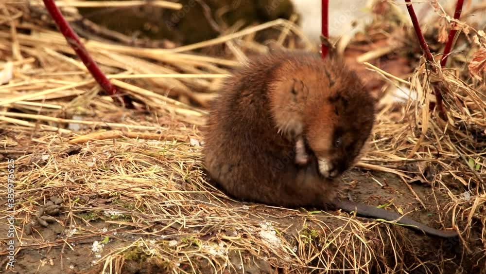 A wild muskrat cleans its fur. Filmed in Canada during spring. A wild muskrat cleans its fur. Filmed in Canada during spring.