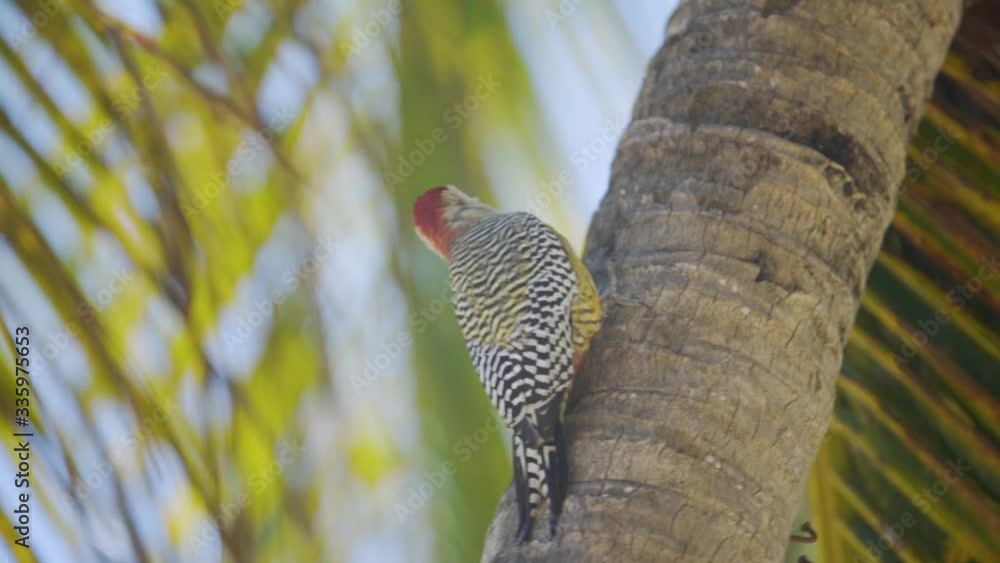 bird in havana looks around and slowly climbs into the tree, in slow motion bird in havana looks around and slowly climbs into the tree, in slow motion