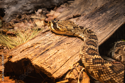 Timber Rattlesnake on old log as zoological specimen in Georgia.