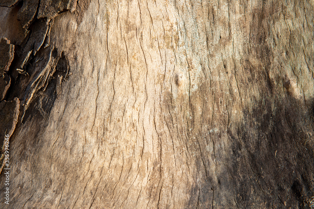 Obraz premium Peeled tree trunk