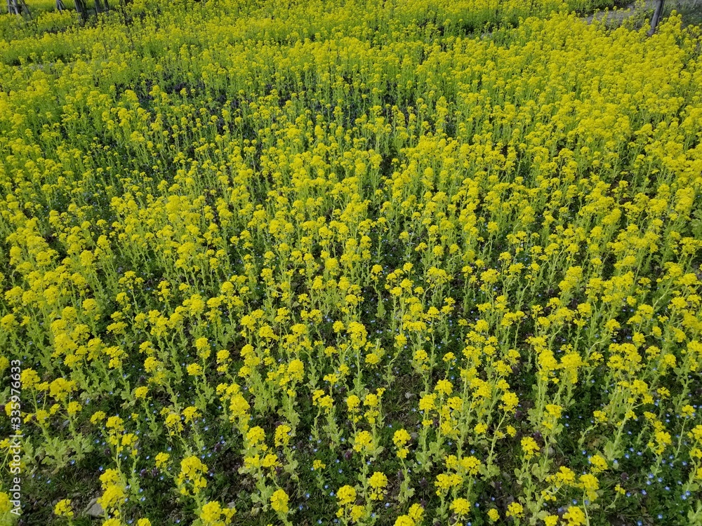 春の菜の花畑,黄色い花,