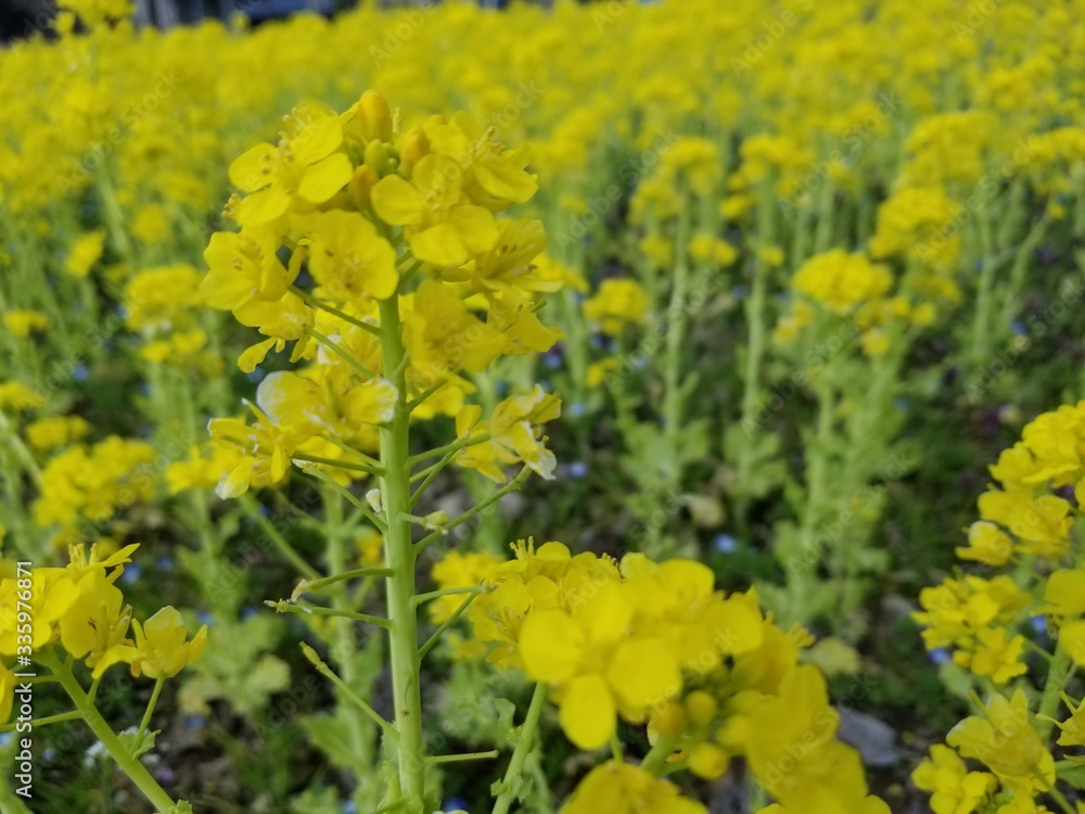 field of yellow flowers field of yellow flowers