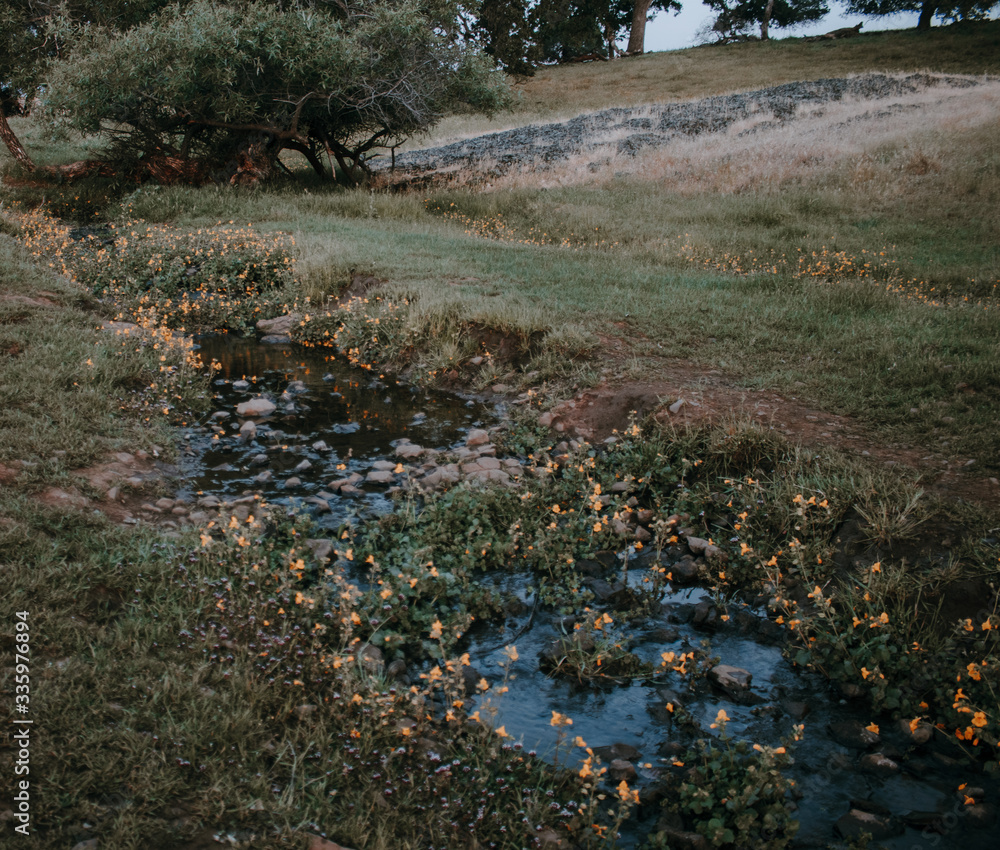 flowers in the field flowers in the field