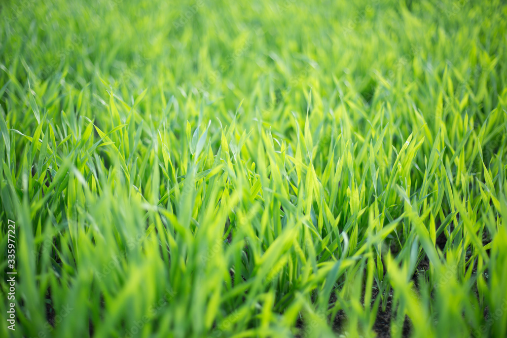 Fototapeta premium 大麦若葉