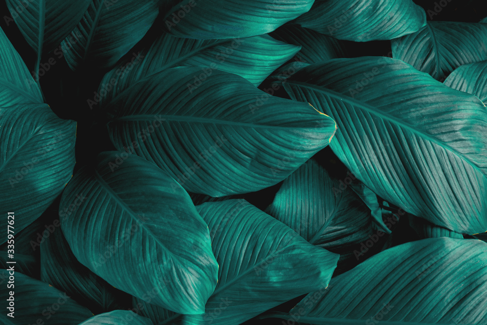leaves of Spathiphyllum cannifolium, abstract green texture, nature background, tropical leaf leaves of Spathiphyllum cannifolium, abstract green texture, nature background, tropical leaf