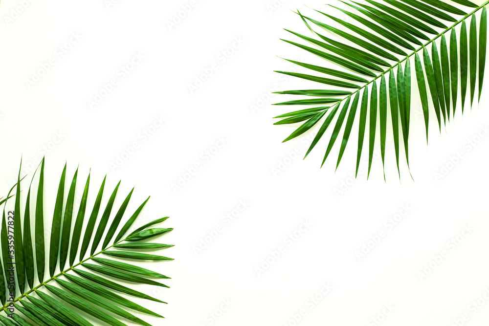 Fototapeta premium leaves of coconut isolated on white background for design elements, tropical leaf, summer background