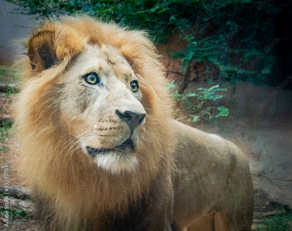 Male African Lyon close up as zoo specimen in Georgia. Male African Lyon close up as zoo specimen in Georgia.