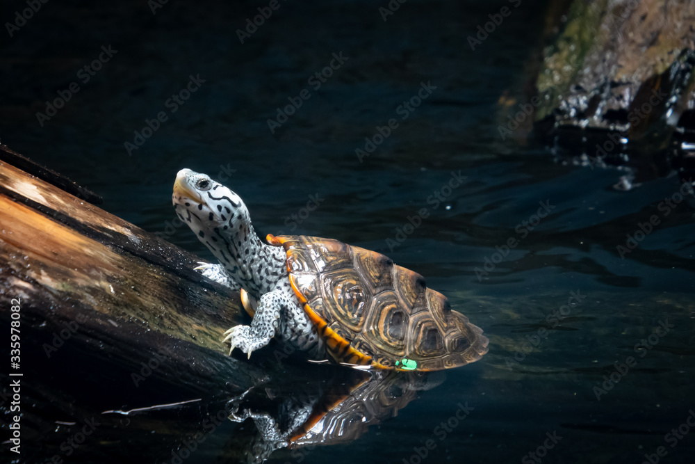 Terrapins swimming merchandise