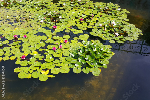 The beginning of flowering pink and white lotuses on a pond in a park. photo