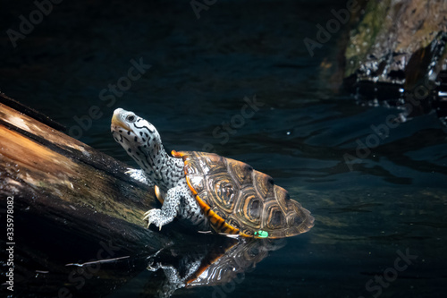 Принти на полотні Diamondback Terrapin as zoological specimen swimming in aquarium in Georgia
