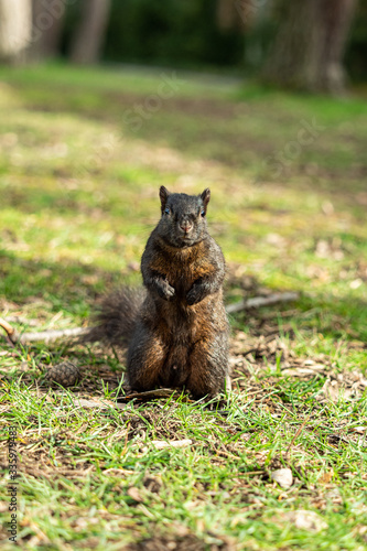 close up of one cute brown squirrel standing on the ground staring  at you