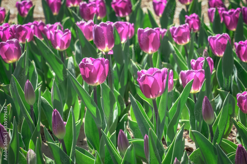 Bright and beautiful purple tulips blooming in spring Bright and beautiful purple tulips blooming in spring