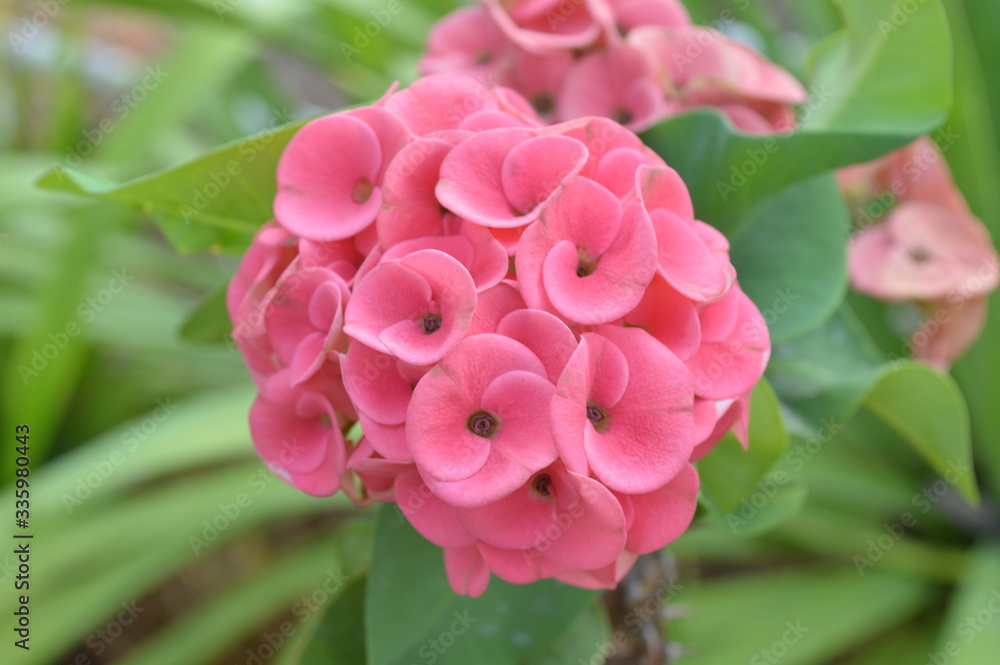 Fototapeta premium Red flowers are blooming beautifully.