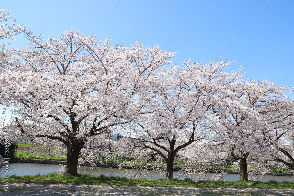 元荒川の河川敷に咲くソメイヨシノ（サクラ）の花