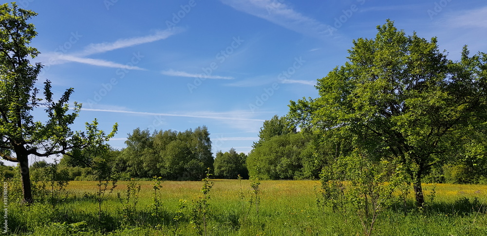 Obraz premium forest and blue sky in spring in germany