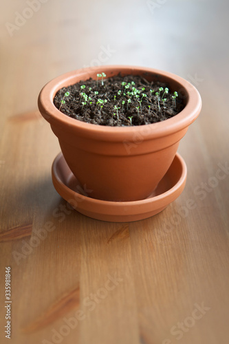 Plant seedlings in a clay pot