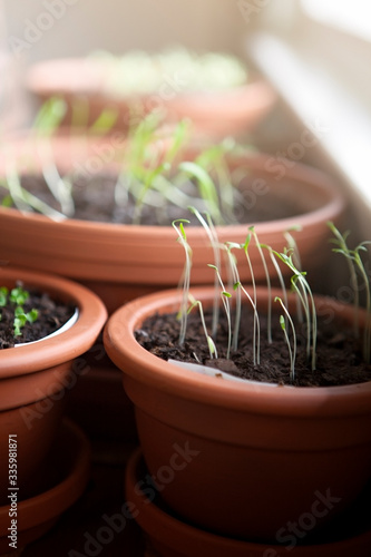 Plant seedlings in a clay pot