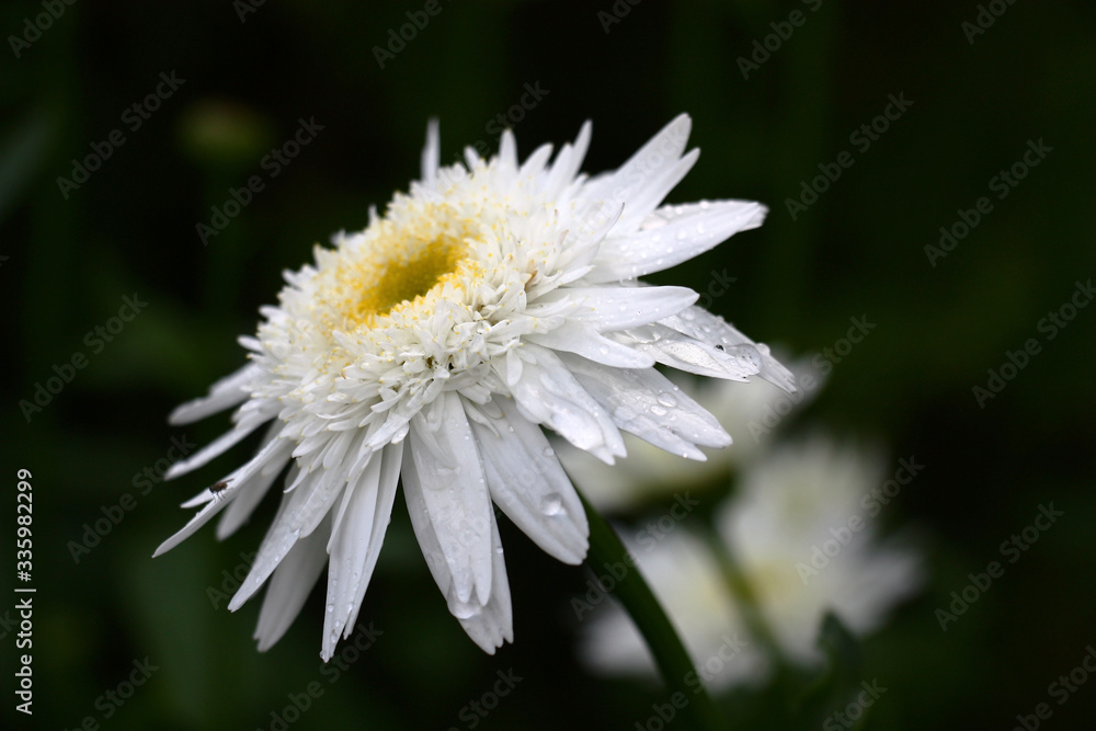 Fototapeta premium Large fluffy beautiful camomile with a considerable quantity of petals of the different size. The middle of a flower and tips of small petals of yellow colour. 