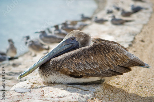 Brown pelican on the beach