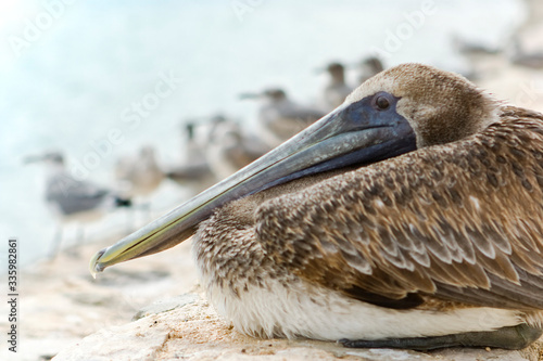 Brown pelican on the beach