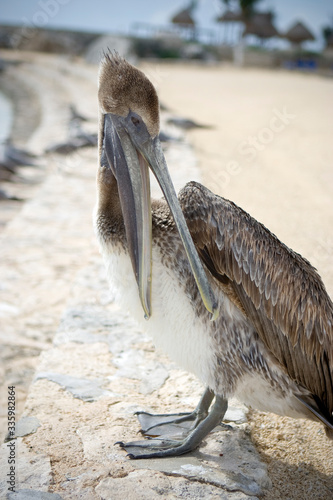 Brown pelican on the beach