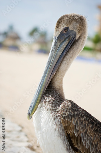 Brown pelican on the beach