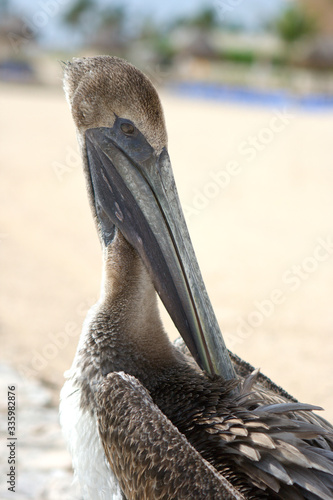 brown pelican on the beach