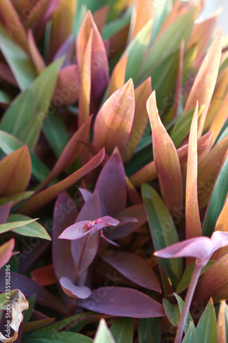 Close up of colourful grass