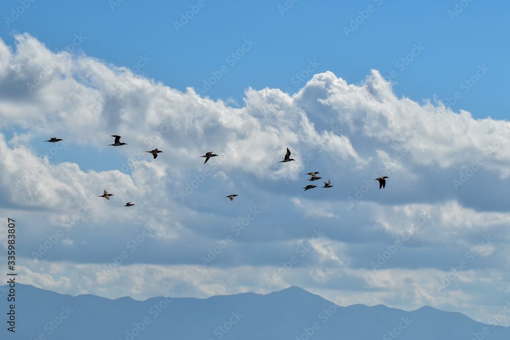 Fototapeta premium Nuvens e Atobás em Formação