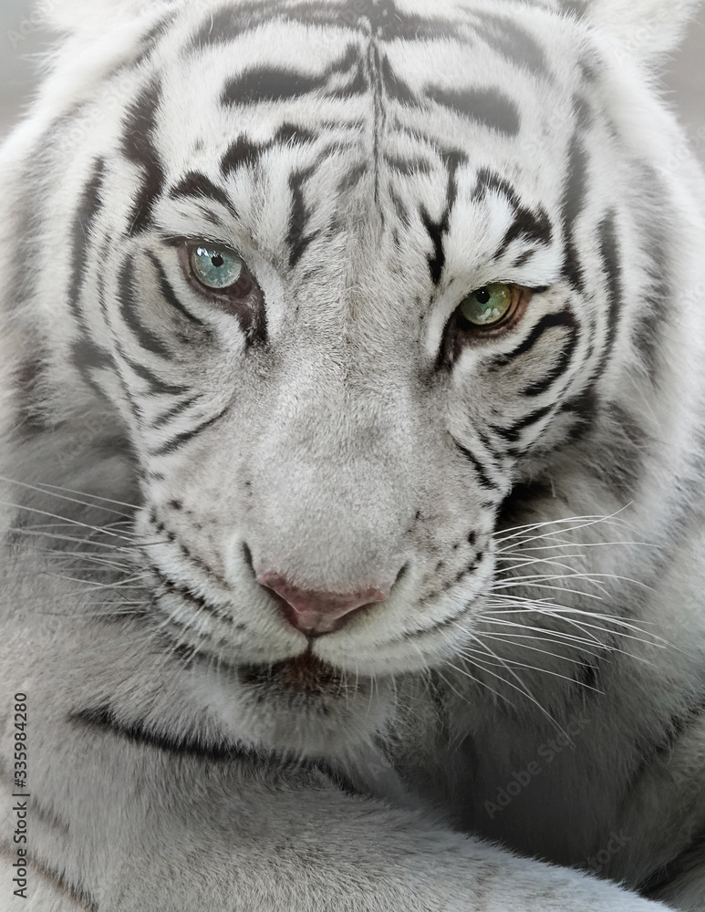 Fototapeta white tiger